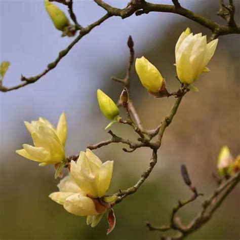 玉蘭花開花|玉蘭